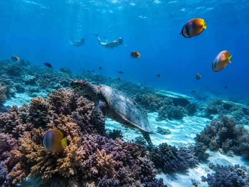 Keindahan taman bawah laut Gili Air
