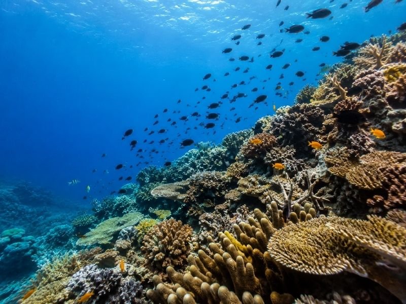 Snorkeling Gili Kondo
